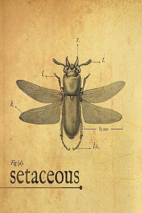Постер: Setaceous