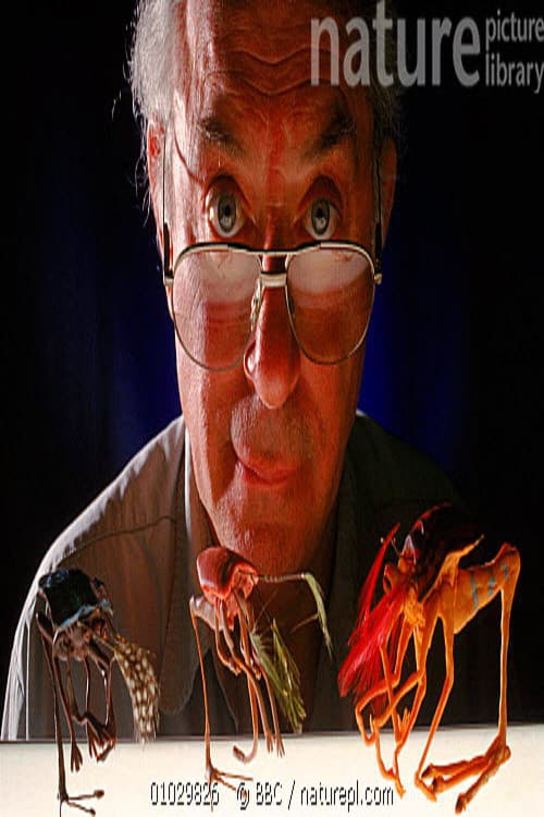 Постер: Natural History of an Alien