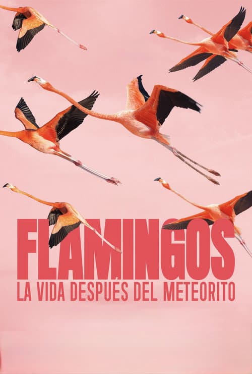 Постер: Flamingos: La vida después del meteorito