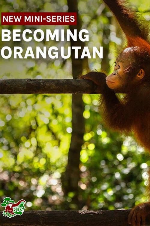 Постер: Becoming Orangutan