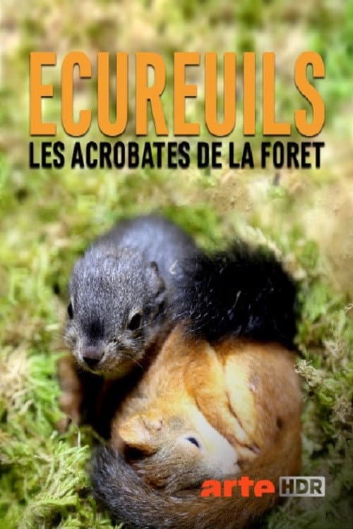 Постер: Ecureuils, les acrobates de la forêt