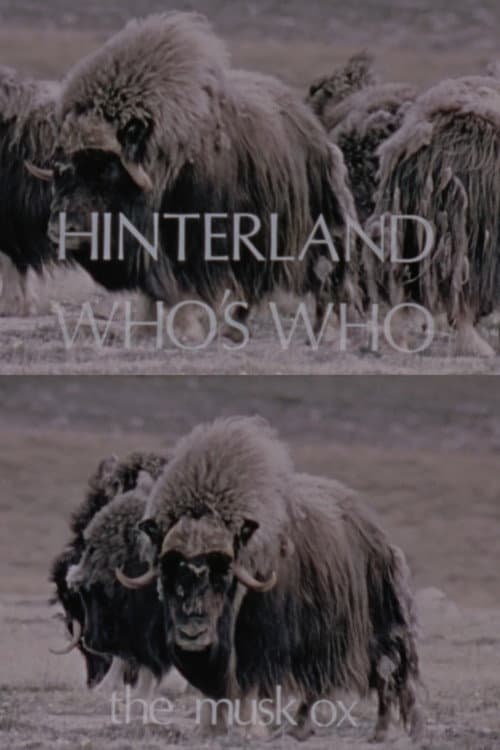 Постер: Hinterland Who's Who: The Musk Ox