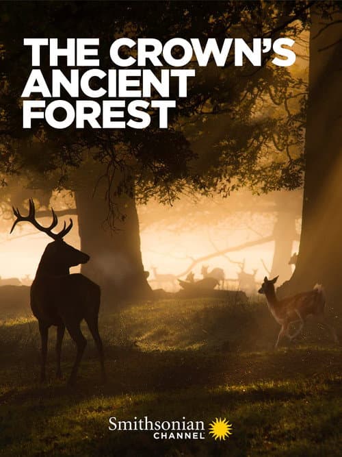 Постер: The Crown's Ancient Forest
