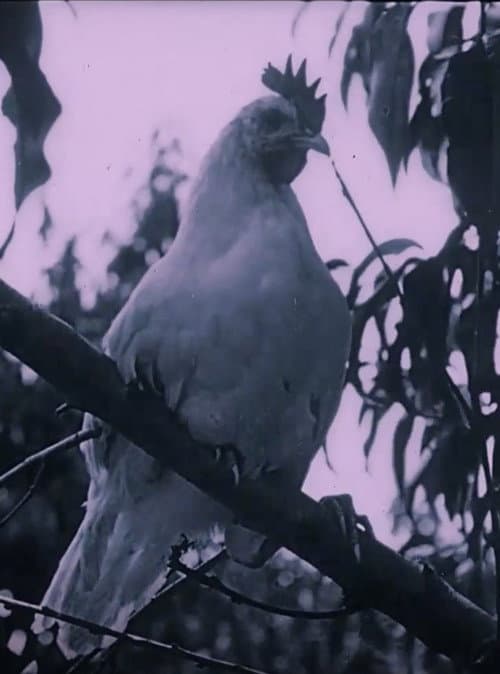 Постер: The Last Word in Chickens