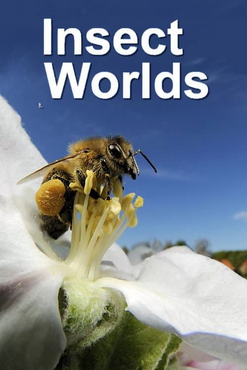 Постер: Insect Worlds