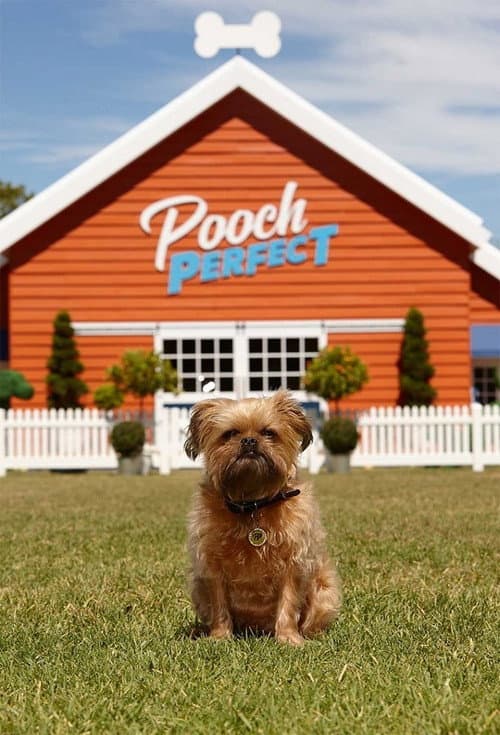 Постер: Pooch Perfect