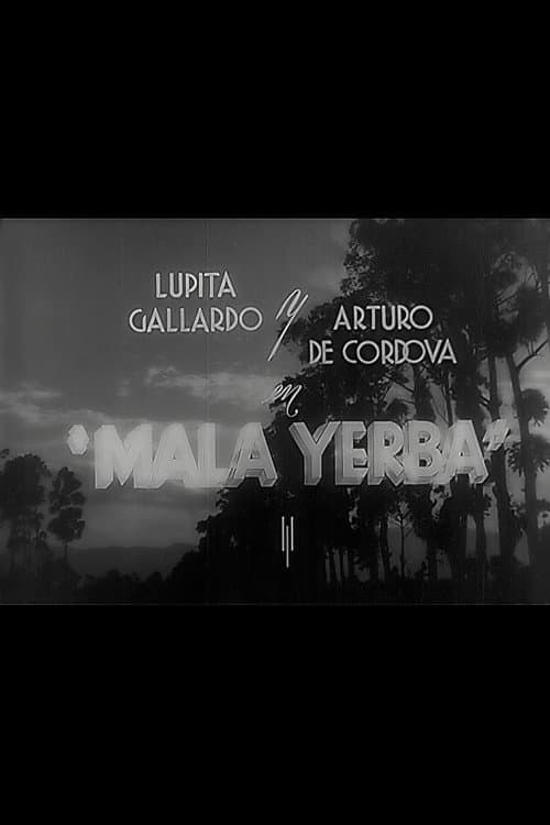 Постер: Mala yerba