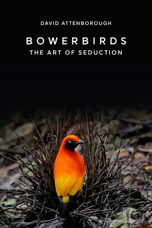 Постер: Bowerbirds: The Art of Seduction