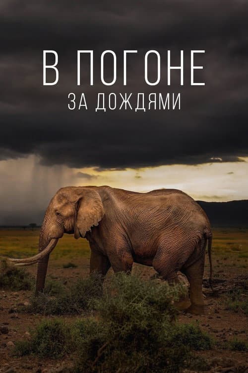 Постер: В погоне за дождями