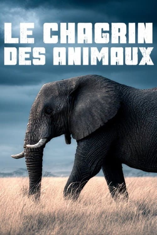 Постер: Le chagrin des animaux : mythe ou réalité ?