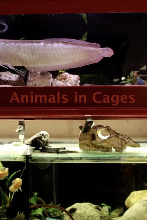 Постер: Animals In Cages