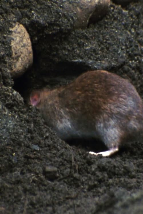Постер: Ratopolis