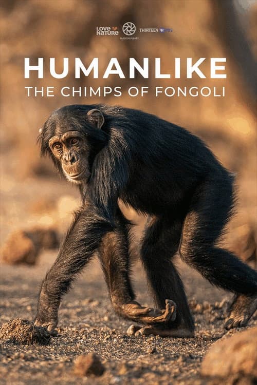 Постер: Humanlike - The Chimps of Fongoli