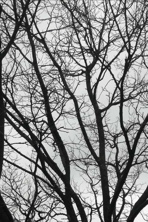 Постер: Tree Limbs