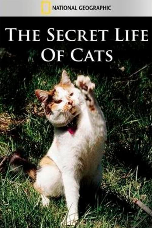 Постер: The Secret Life of Cats
