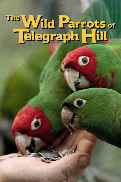 Постер: The Wild Parrots of Telegraph Hill
