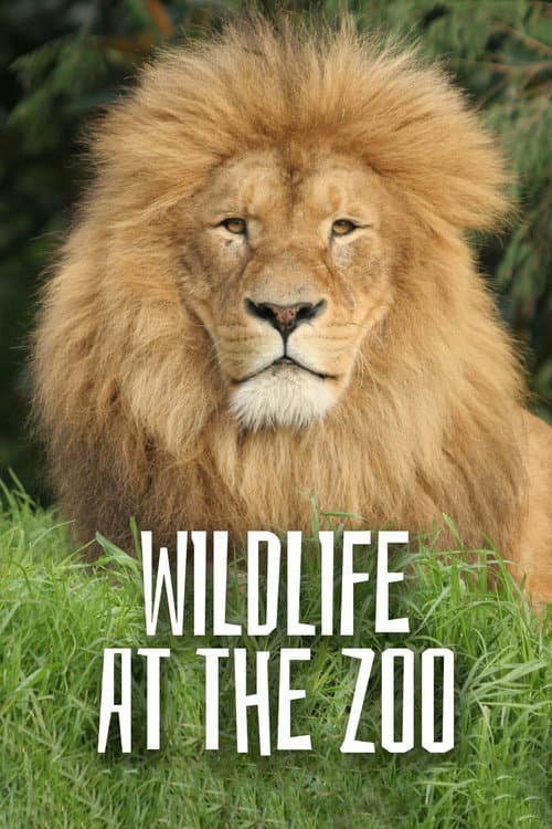 Постер: Wild Life At The Zoo