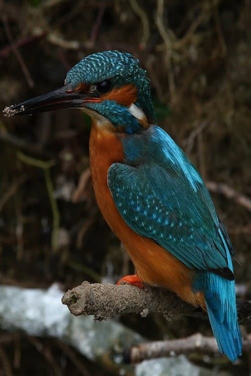 Постер: La Rivière