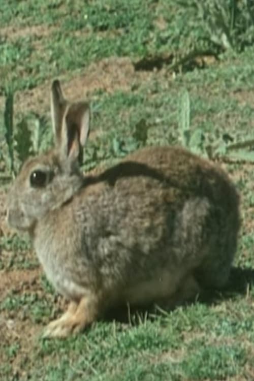 Постер: The Rabbit in Australia