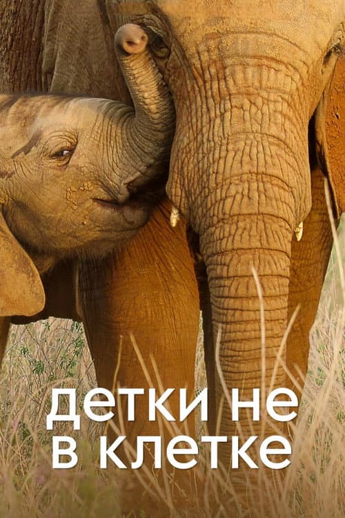 Постер: Wild Babies