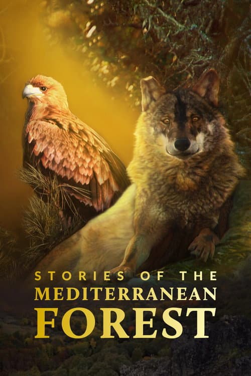Постер: Las historias del bosque mediterráneo