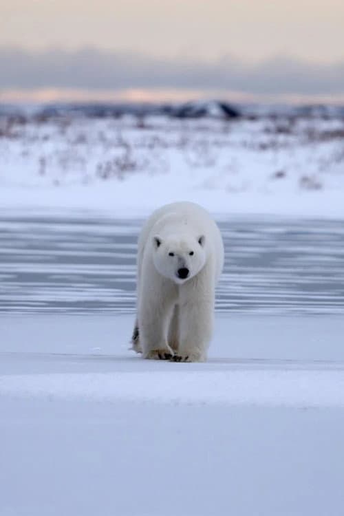 Постер: Polar Bear Country