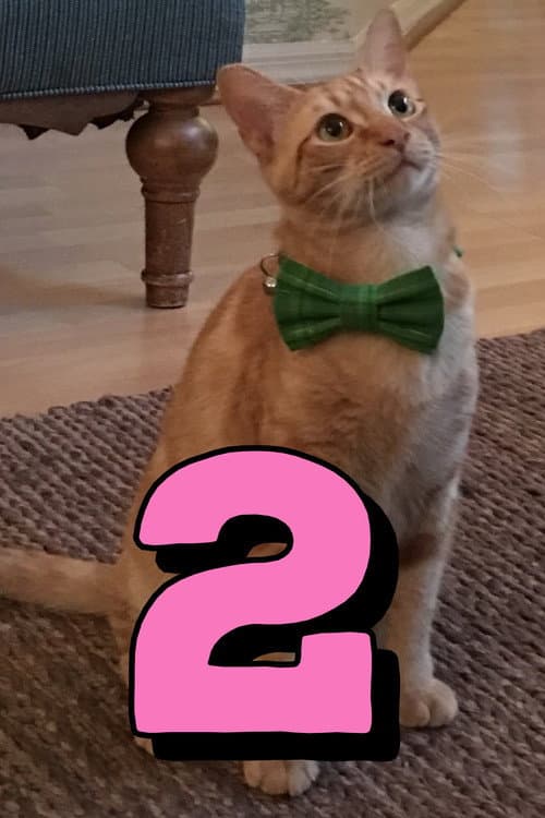 Постер: The Adventures of Murphy the Cat #2
