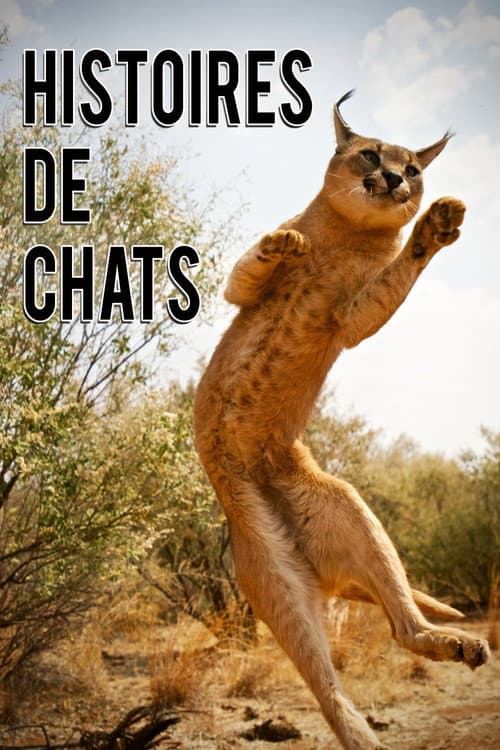 Постер: The Story of Cats