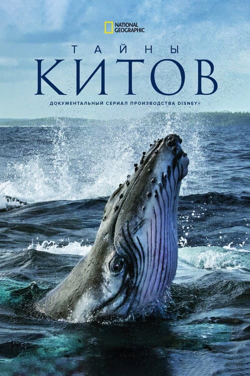 Постер: Секреты китов
