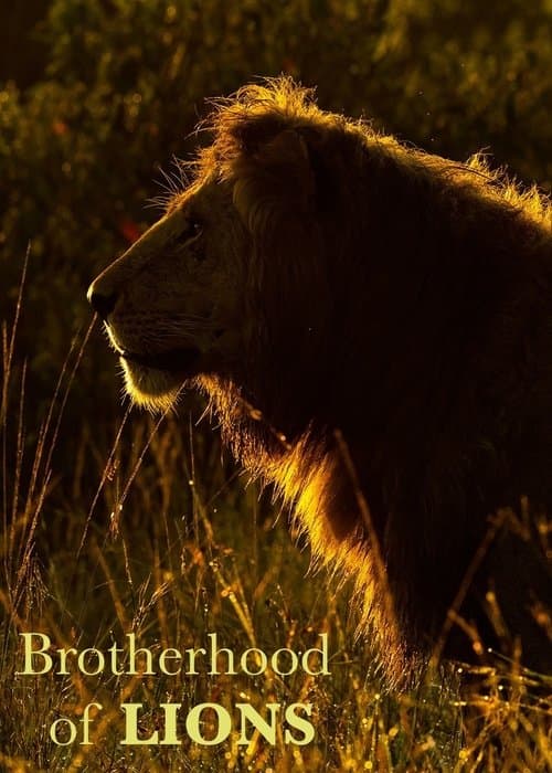 Постер: Brotherhood of Lions