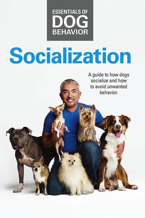 Постер: Essentials of Dog Behavior: Socialization