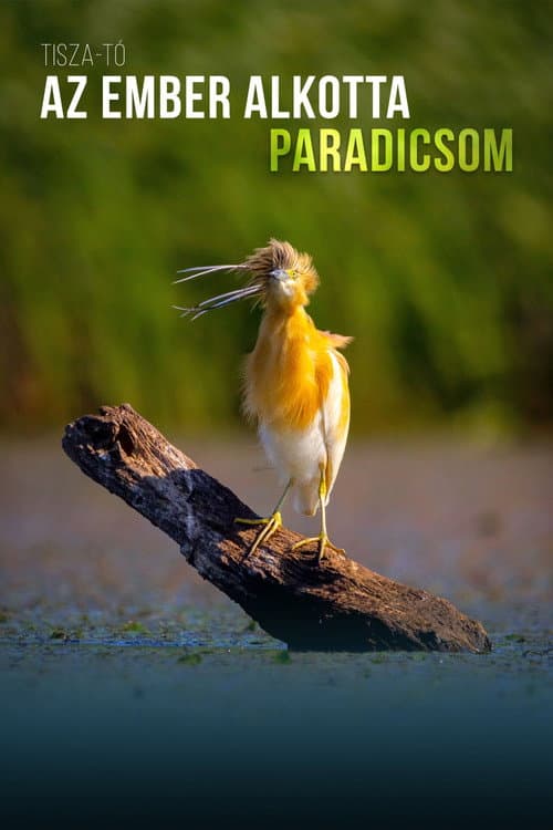 Постер: Tisza-tó - Az ember alkotta paradicsom