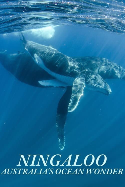 Постер: Ningaloo Nyinggulu
