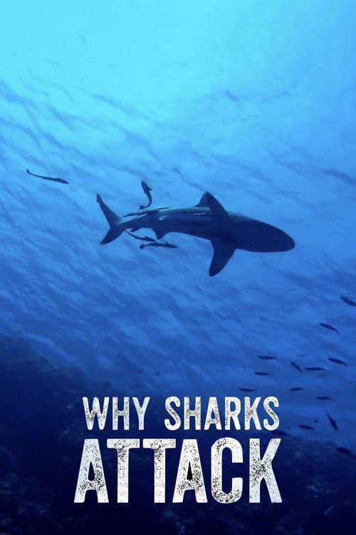 Постер: Why Sharks Attack