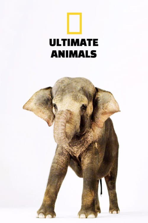 Постер: Ultimate Animals