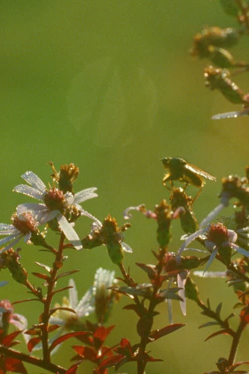 Постер: A Flower