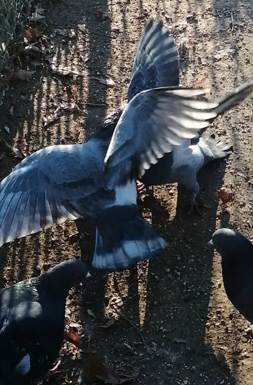 Постер: J'ai vu des oiseaux-moqueurs ricaner sous le soleil de Valence