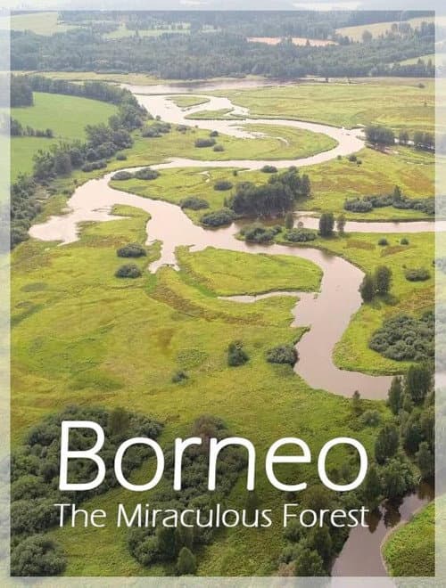 Постер: Bornéo, la forêt miraculée