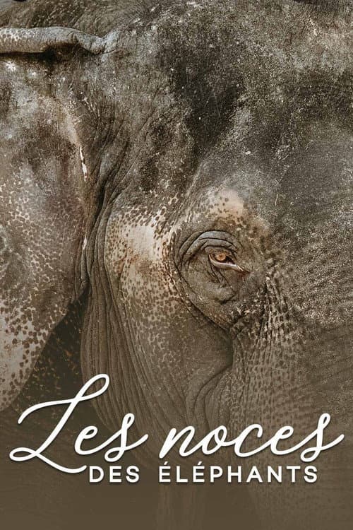 Постер: Les noces des éléphants