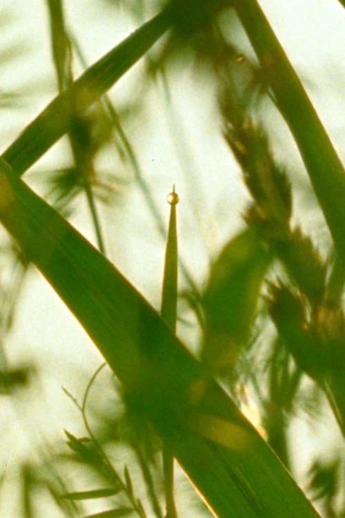 Постер: A World of Dew