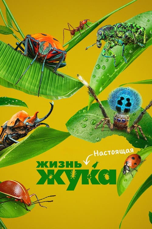 Постер: Настоящая жизнь жука