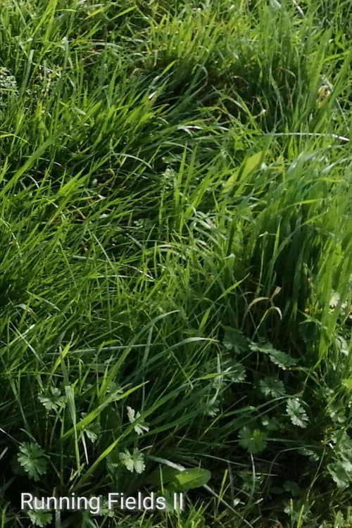 Постер: Running Fields II