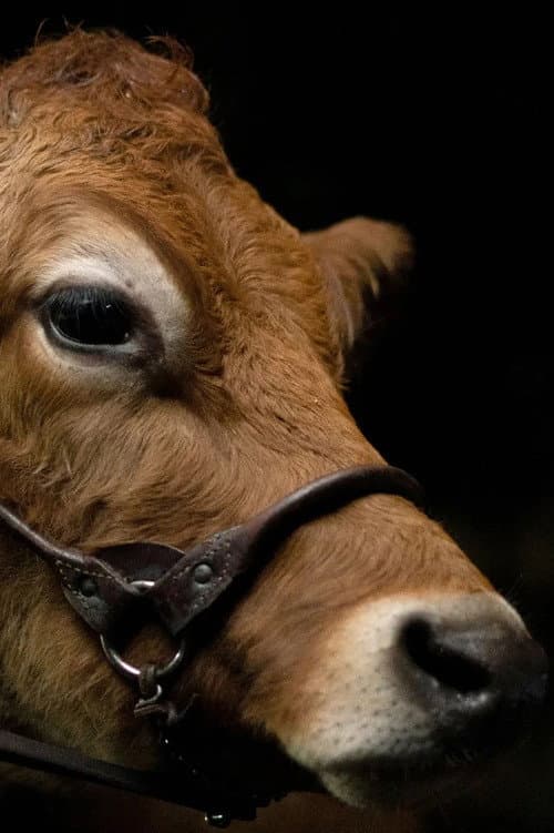 Постер: A Feeling of Home: The Making of First Cow