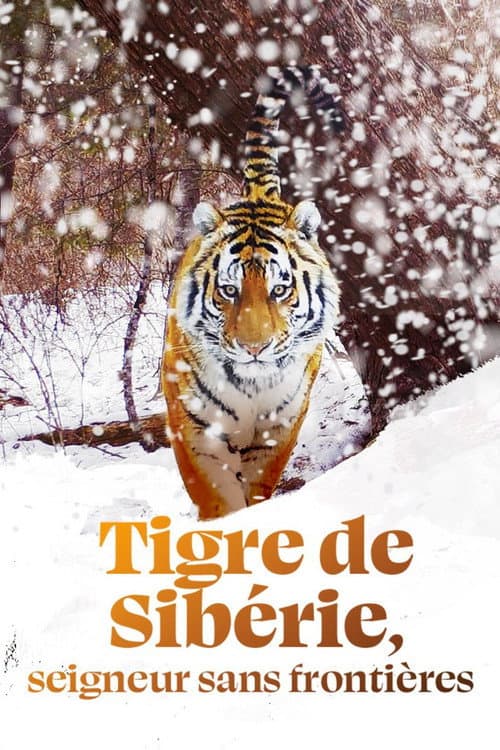 Постер: Tigre de Sibérie, seigneur sans frontières