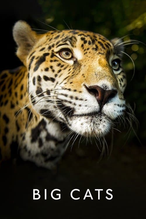 Постер: Big Cats