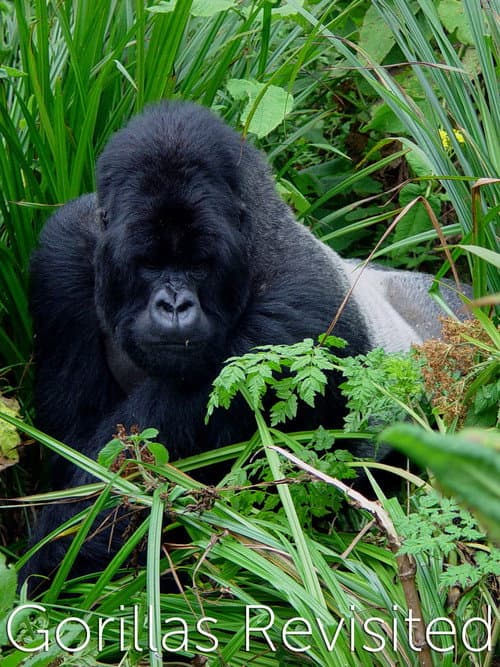 Постер: Gorillas Revisited with Sir David Attenborough