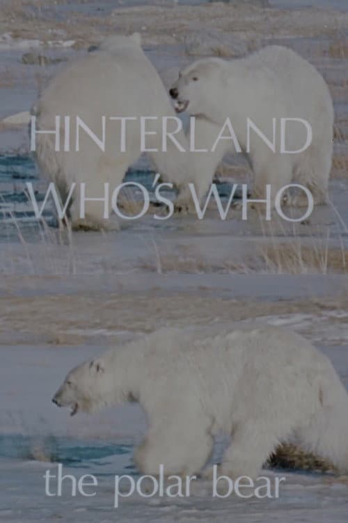 Постер: Hinterland Who's Who: The Polar Bear