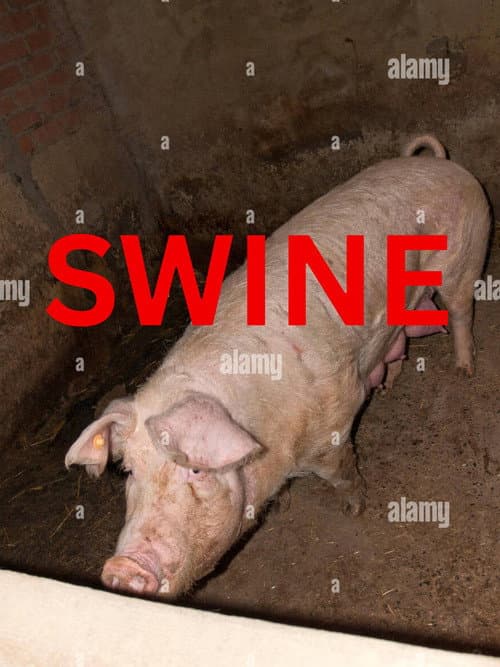 Постер: Swine