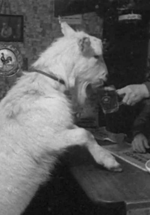 Постер: Beer-drinking Billy
