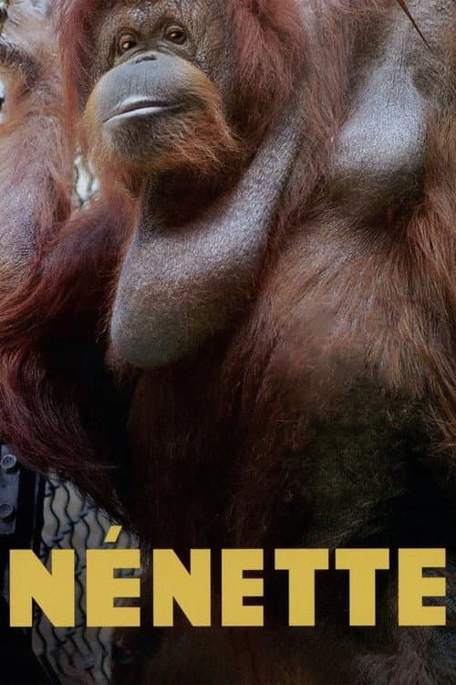 Постер: Nénette